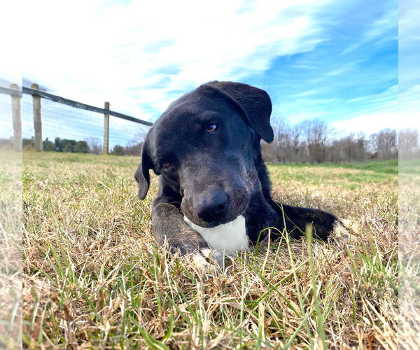 Medium Photo #3 Labrador Retriever-Unknown Mix Puppy For Sale in Unionville, PA, USA
