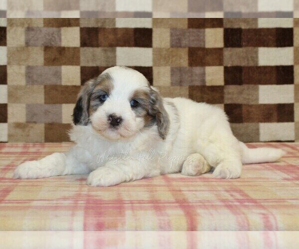 Medium Photo #2 Bernedoodle (Miniature) Puppy For Sale in DENVER, PA, USA
