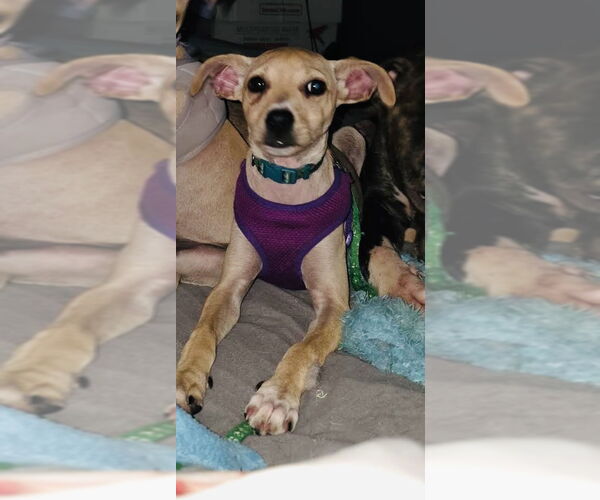 Medium Photo #2 Jack Chi Puppy For Sale in Princeton, MN, USA