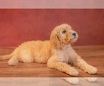 Puppy 5 Goldendoodle