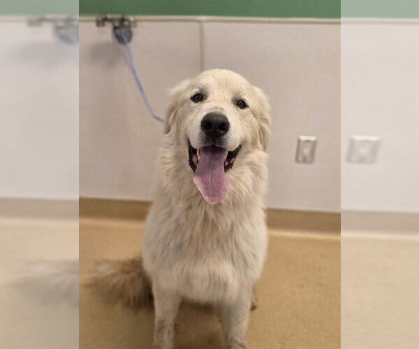 Medium Photo #1 Great Pyrenees Puppy For Sale in Placerville, CA, USA