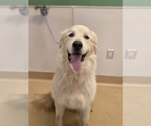 Great Pyrenees Dogs for adoption in Placerville, CA, USA