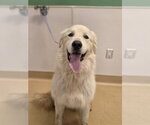 Small Great Pyrenees
