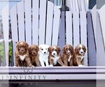 Small #1 Goldendoodle (Miniature)