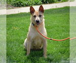 Small #2 Pembroke Welsh Corgi Mix