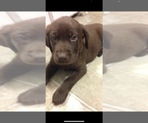 Labrador Retriever Puppy for sale in VAB, VA, USA