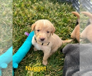 Medium Australian Retriever