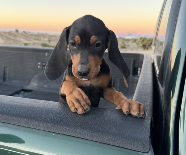 Medium Photo #3 Black and Tan Coonhound-Bluetick Coonhound Mix Puppy For Sale in OAK HILLS, CA, USA