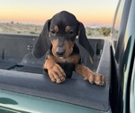 Small Photo #39 Black and Tan Coonhound-Bluetick Coonhound Mix Puppy For Sale in OAK HILLS, CA, USA
