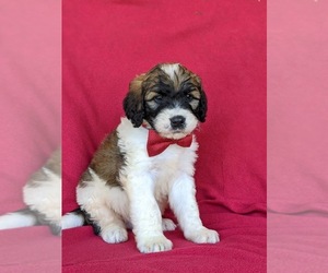 Saint Berdoodle Puppy for sale in OXFORD, PA, USA