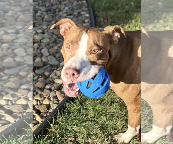 Medium Photo #1 American Pit Bull Terrier-Unknown Mix Puppy For Sale in Chester, NJ, USA