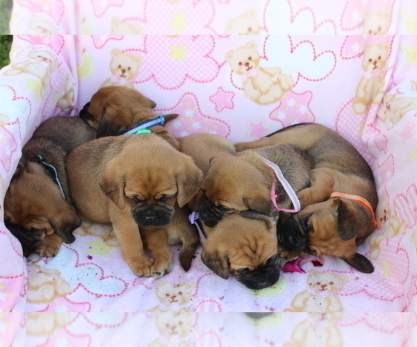 Medium Photo #3 Puggle Puppy For Sale in CHARLOTT HALL, MD, USA