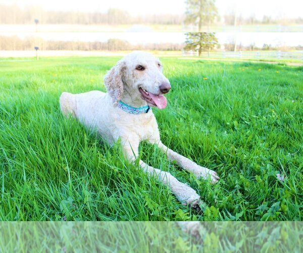 Medium Photo #1 Bordoodle Puppy For Sale in GREENWICH, OH, USA