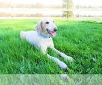 Small Photo #1 Bordoodle Puppy For Sale in GREENWICH, OH, USA