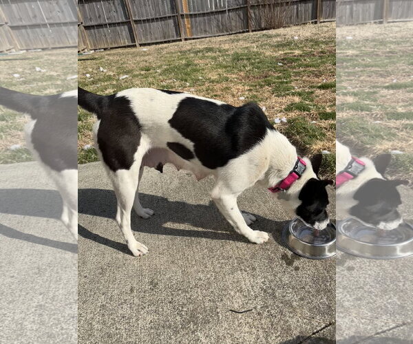 Medium Photo #12 Mutt Puppy For Sale in Holly Springs, NC, USA