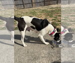 Small #11 Mutt