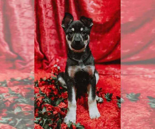 Medium Photo #3 American Pit Bull Terrier-German Shepherd Dog Mix Puppy For Sale in Imlay City, MI, USA