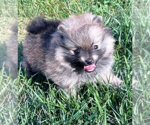 Pomeranian Puppy for sale in LISLE, IL, USA