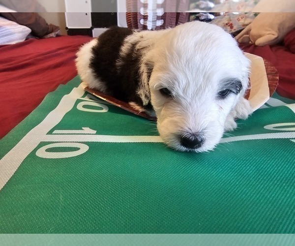 Medium Photo #3 Sheepadoodle Puppy For Sale in THORNDALE, TX, USA