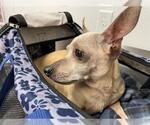 Small #13 Chihuahua Mix