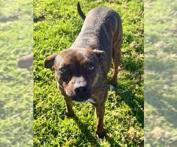 Medium Photo #1 Chihuahua-Unknown Mix Puppy For Sale in Riverside, CA, USA