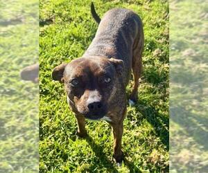 Chihuahua-Unknown Mix Dogs for adoption in Riverside, CA, USA