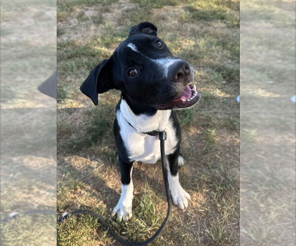 Medium Photo #4 Mutt Puppy For Sale in Evansville, IN, USA