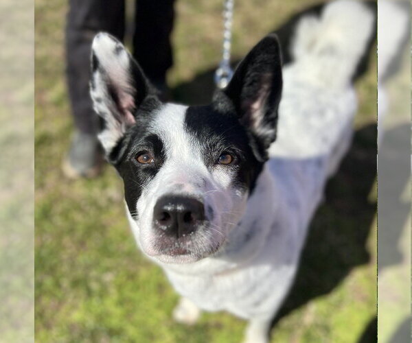 Medium Photo #10 Mutt Puppy For Sale in Canton, CT, USA