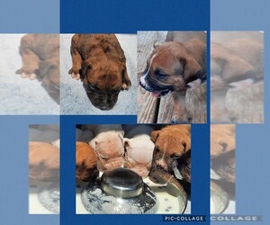 American Bulldog Puppy for sale in SAN MARCOS, TX, USA