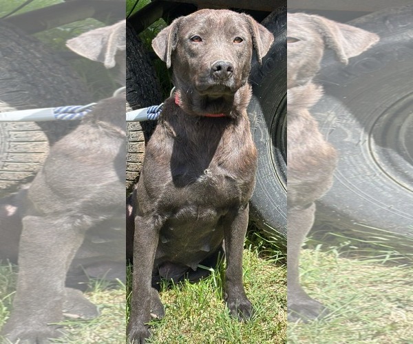 Medium Photo #1 Labrador Retriever-Unknown Mix Puppy For Sale in Rustburg, VA, USA