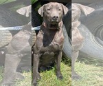 Small Labrador Retriever Mix