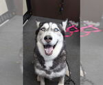 Small #1 Huskies  Mix