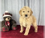 Small Photo #6 Goldendoodle Puppy For Sale in GREENWOOD, IN, USA