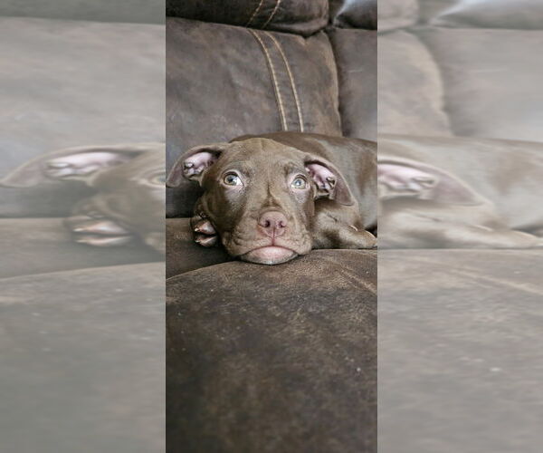 Medium Photo #10 Mutt Puppy For Sale in Mooresville, NC, USA