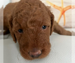 Puppy Molly Goldendoodle (Miniature)
