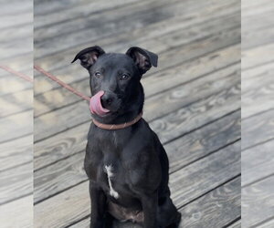 Elle - Female Mutt Dog for Adoption - Photo #22