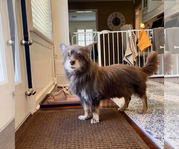 Medium Photo #4 Papillon-Unknown Mix Puppy For Sale in Oakhurst, NJ, USA