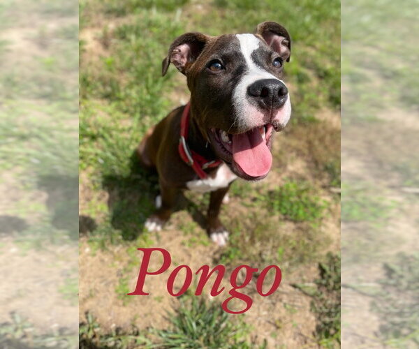 Medium Photo #7 American Pit Bull Terrier-Unknown Mix Puppy For Sale in Hillsboro, MO, USA