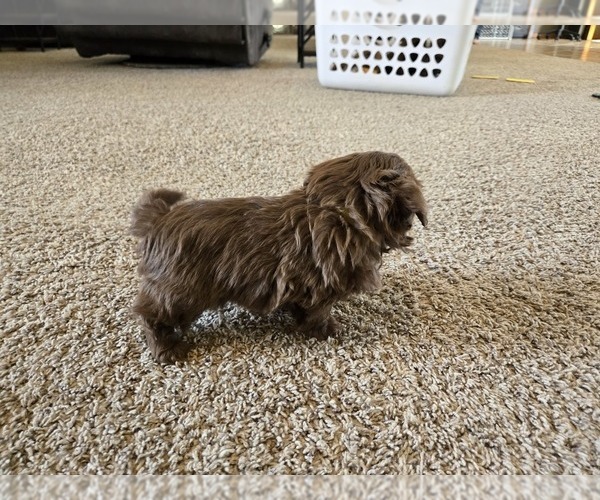 Medium Photo #9 ShihPoo Puppy For Sale in CARLYLE, IL, USA