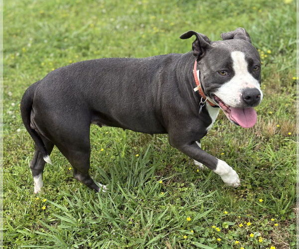 Medium Photo #5 American Pit Bull Terrier-Unknown Mix Puppy For Sale in Virginia Beach, VA, USA