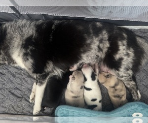 Pomsky Puppy for sale in EGG HARBOR TOWNSHIP, NJ, USA