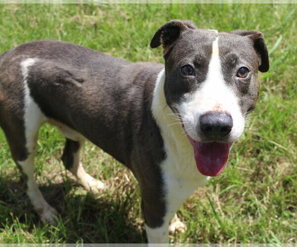 Medium Photo #2 Border Collie-Unknown Mix Puppy For Sale in Jackson, MS, USA