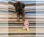 Small #15 Mutt
