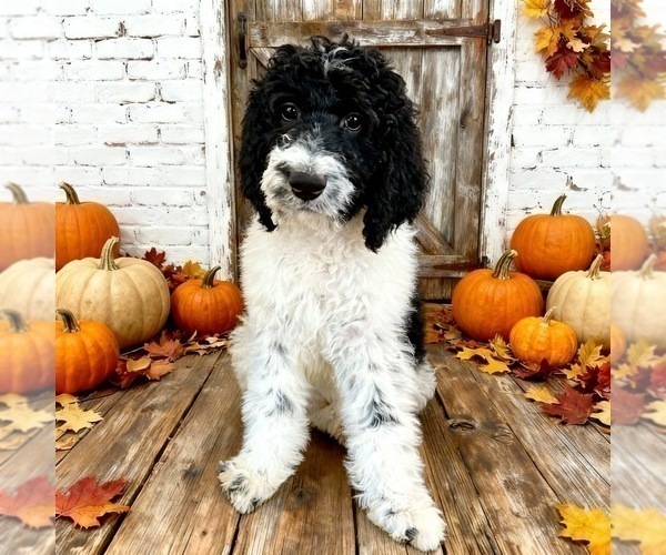 Medium Photo #2 Bernedoodle Puppy For Sale in MENIFEE, CA, USA