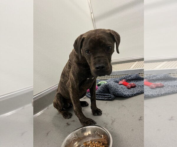 Medium Photo #2 Boxer Puppy For Sale in Bryant, AR, USA