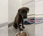 Small #1 Boxer