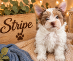 Puppy Stripe Yorkshire Terrier