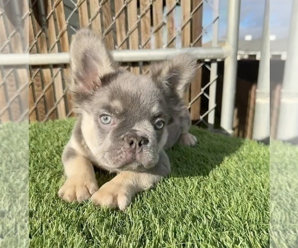 Medium Photo #7 French Bulldog Puppy For Sale in SAN JOSE, CA, USA