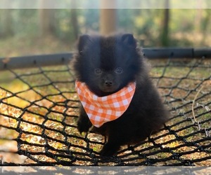 Pomeranian Puppy for sale in LUFKIN, TX, USA