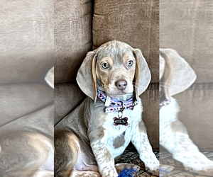 Beagle Dog for Adoption in INDIANAPOLIS, Indiana USA